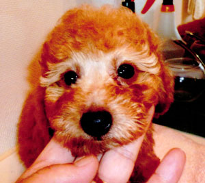 子犬写真