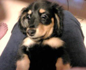 子犬写真