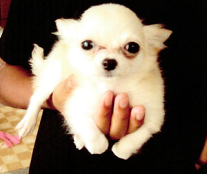 子犬写真