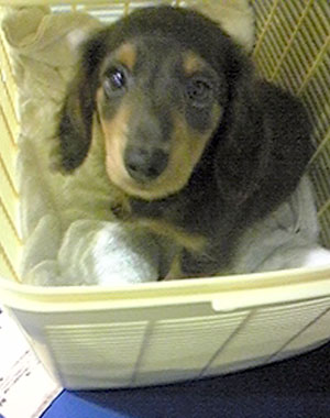 子犬写真