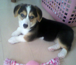 子犬写真