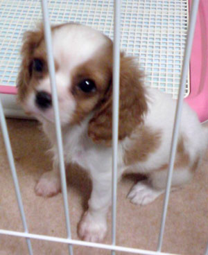 子犬写真