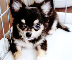 子犬写真