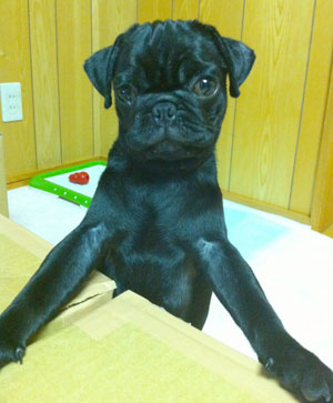子犬写真