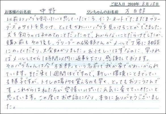 子犬お客様の声