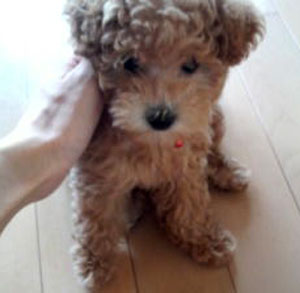 子犬写真