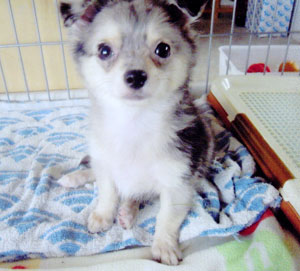 子犬写真