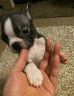 子犬写真