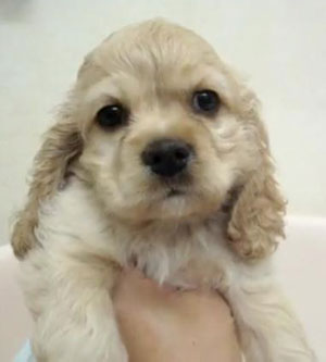子犬写真