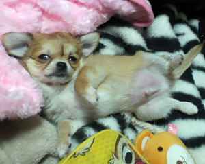 コッカー写真