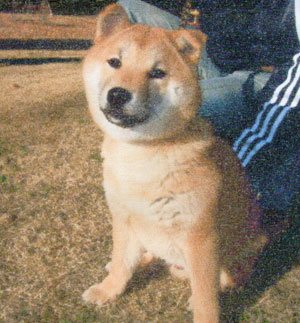 コッカー写真