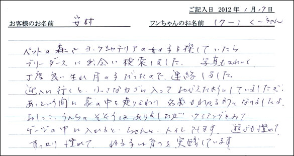 シェットランドシープドッグお客様の声