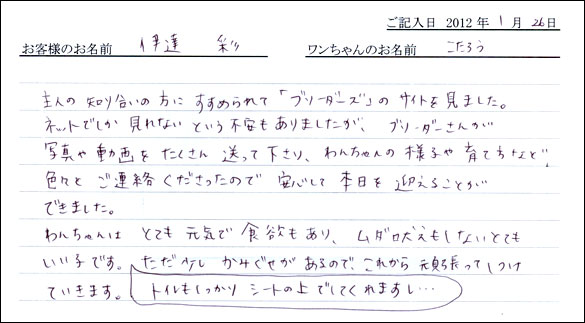 シェットランドシープドッグお客様の声