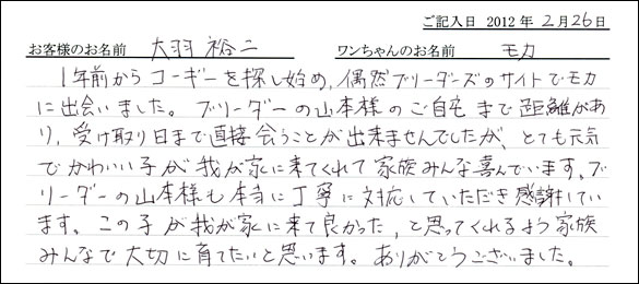 シェットランドシープドッグお客様の声