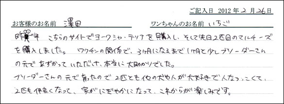 シェットランドシープドッグお客様の声