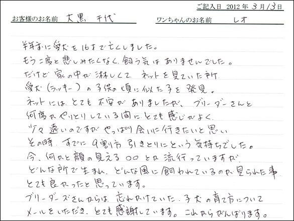 シェットランドシープドッグお客様の声