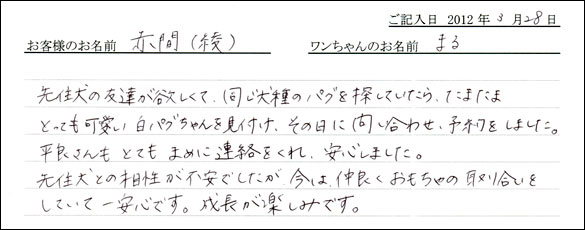 シェットランドシープドッグお客様の声