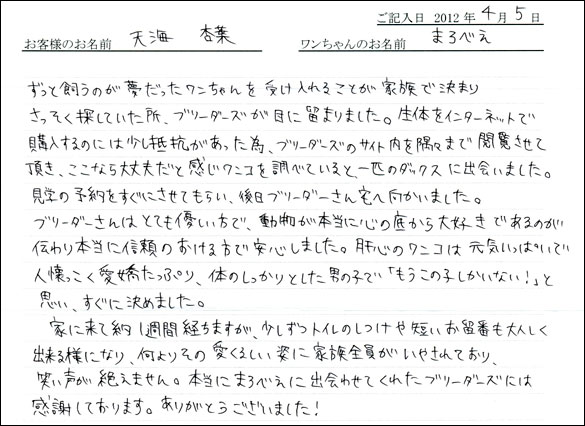 シェットランドシープドッグお客様の声