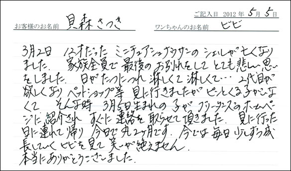 シェットランドシープドッグお客様の声