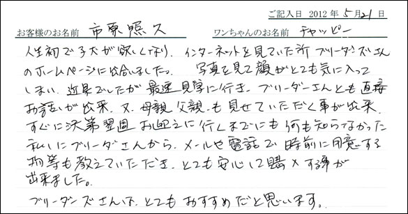 シェットランドシープドッグお客様の声