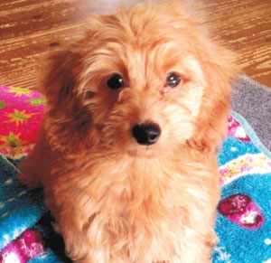 子犬写真