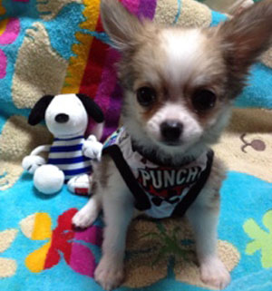 子犬写真