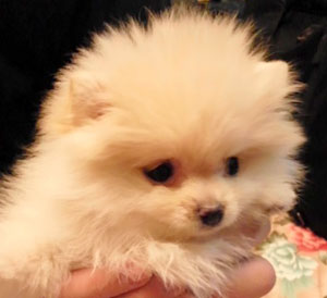 子犬写真