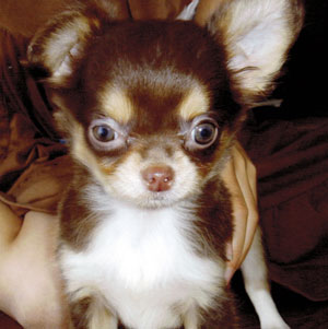 子犬写真