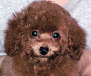 子犬写真