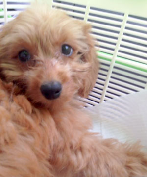 子犬写真
