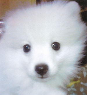 子犬写真