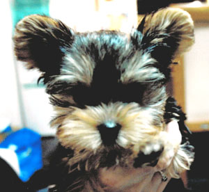 子犬写真