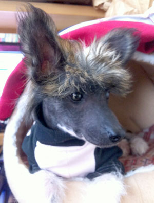 子犬写真