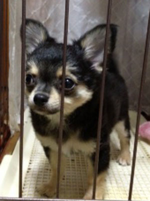 子犬写真