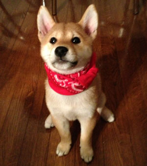 子犬写真