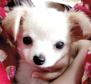 子犬写真