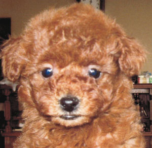 子犬写真