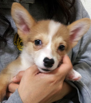 子犬写真