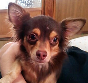 子犬写真