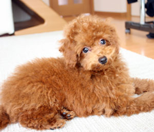 子犬写真
