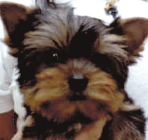 子犬写真