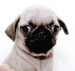 子犬写真