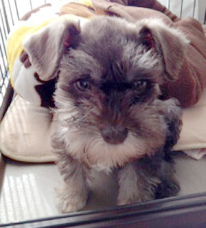 子犬写真
