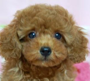 子犬写真