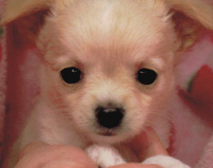 子犬写真
