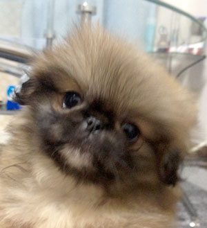 子犬写真