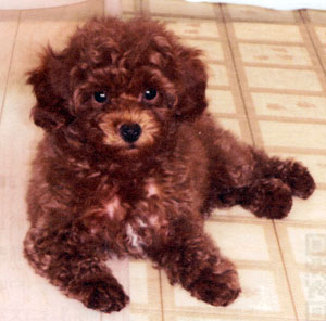 子犬写真