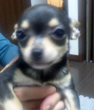 子犬写真