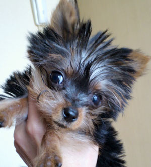 子犬写真