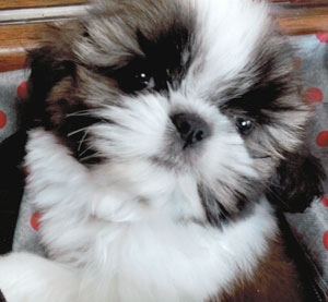子犬写真